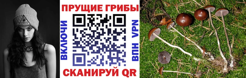продажа наркотиков  Прохладный  Галлюциногенные грибы Magic Shrooms 